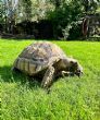 Sulcata : Male approx 10 years old (Spartacus)